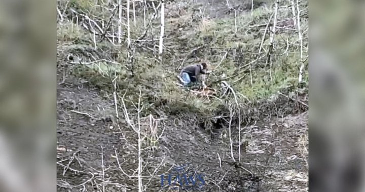 Wild horse rescue: Bystander pulls foal from edge of Alberta cliff [Video]