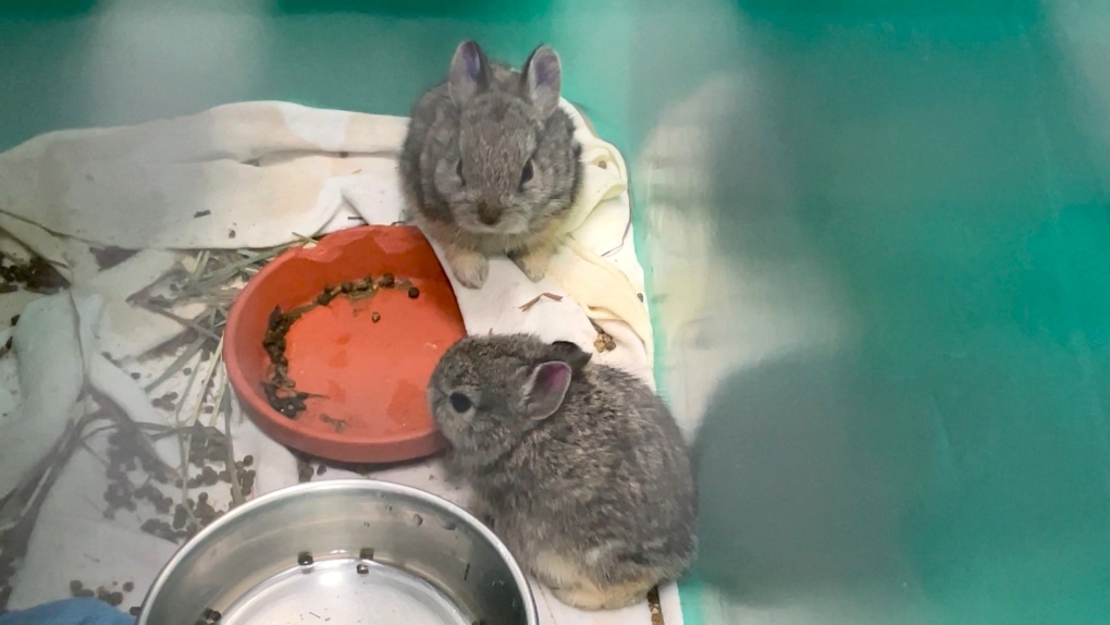 Calgary Wildlife rehabilitation centre holds ‘baby shower’ [Video]