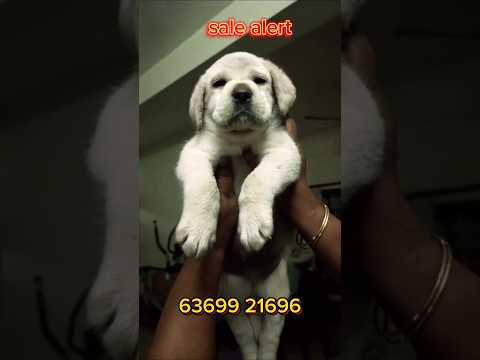 LABRADOR FOR SALE | TRANSPORT AVAILABLE | [Video]