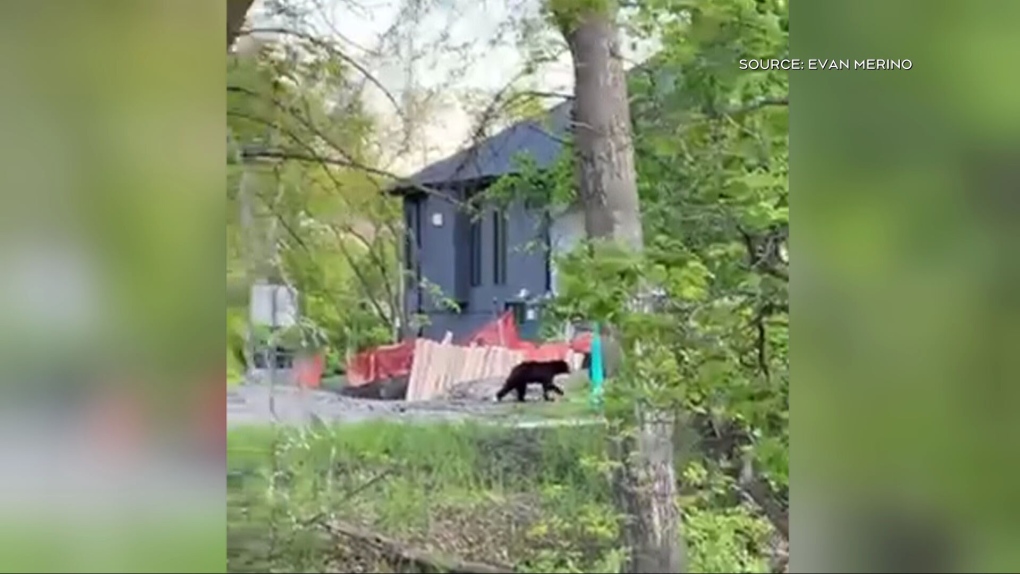 Winnipeg news: black bear removed from neighbourhood [Video]