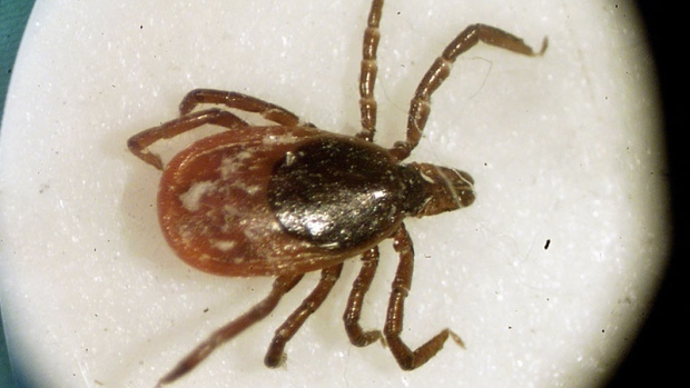 Manitoba tick sightings on the rise this year [Video]