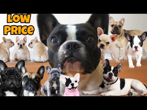 Cute French Bulldog Puppies | Dogs Farm | Puppies Videos | Cute Puppies 😍
