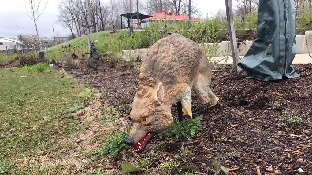Coyote decoys at Waterloo Park have gone missing [Video]