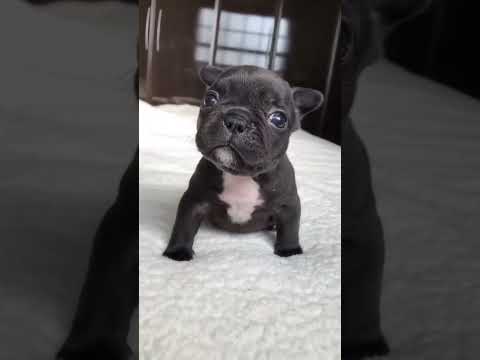 Puppy sound [Video]
