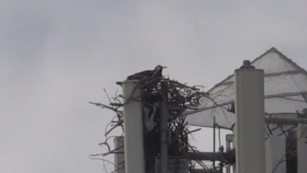 Large birds make nest in Ingersoll [Video]