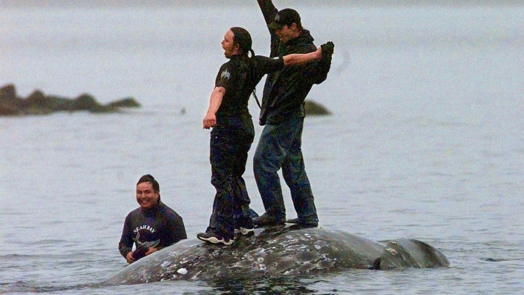Makah Tribe could again harpoon whales as U.S. waives conservation law [Video]