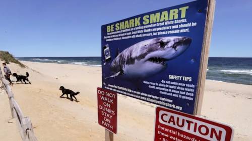 Rise in shark sightings means more signage on N.S. beaches [Video]