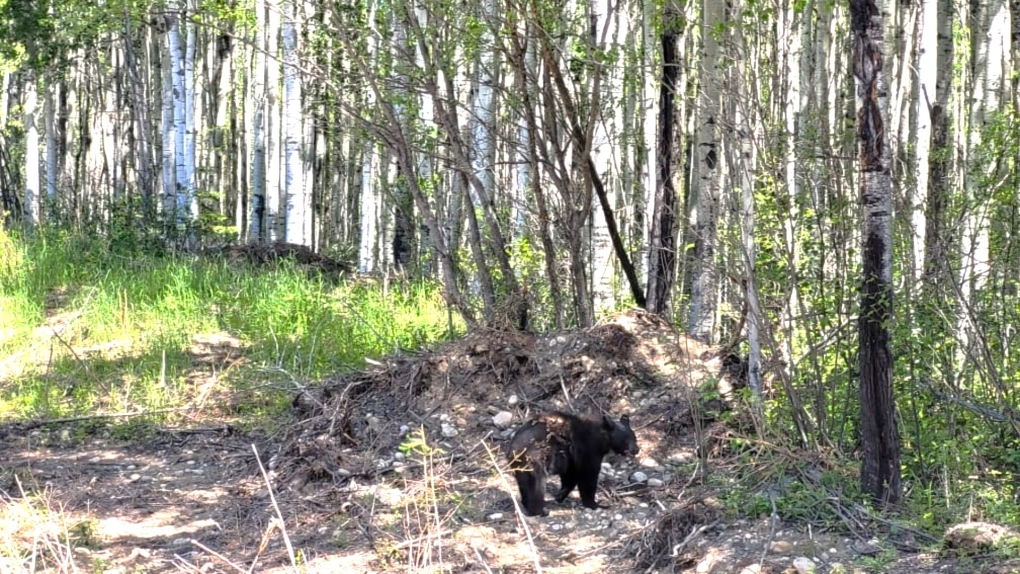 Sickly bear cub rescued from Alberta town now released [Video]