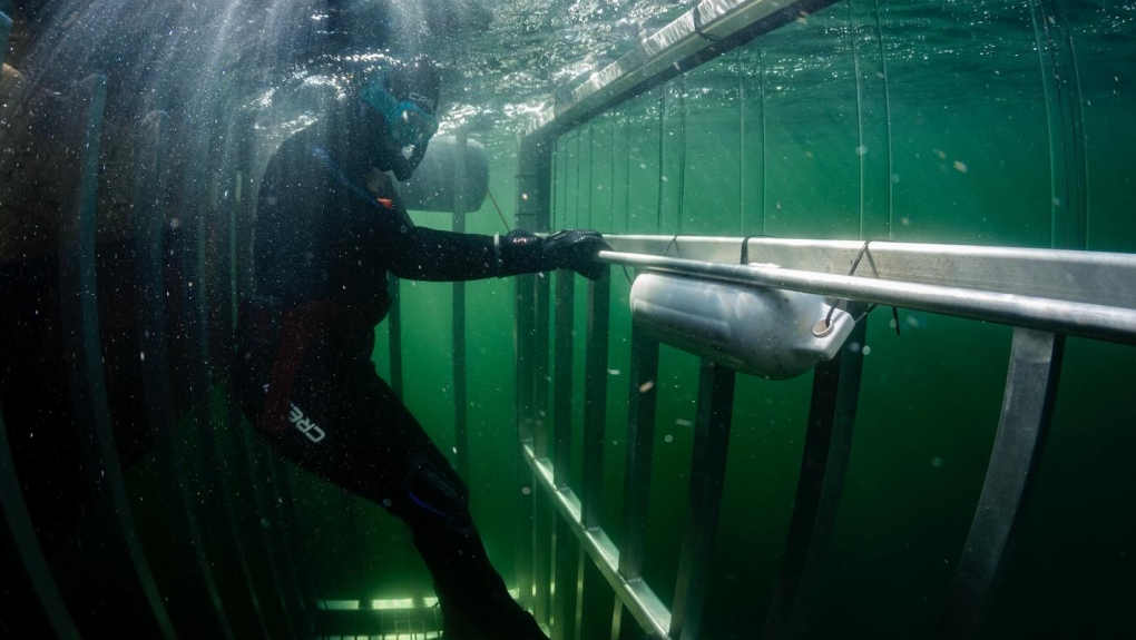 Halifax gets new shark cage experience [Video]