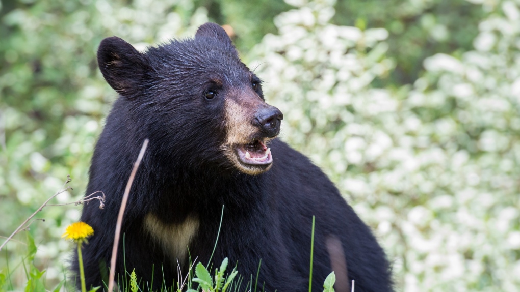 West Vancouver bear attack injures senior [Video]