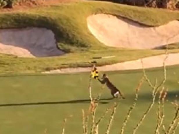 Watch a mountain lion play with a flagstick on an Arizona golf course | Golf News and Tour Information [Video]