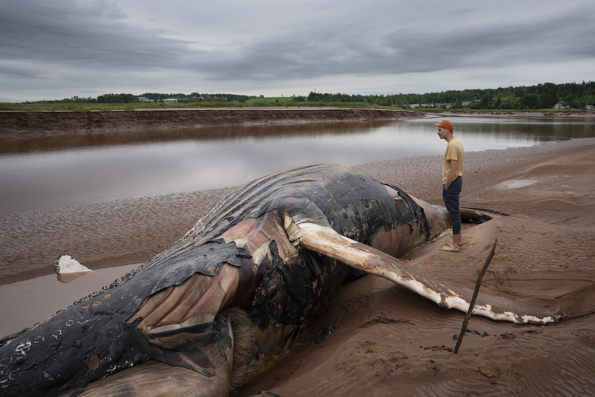 No plan to remove carcass of beached Nova Scotia whale that travelled up a river [Video]