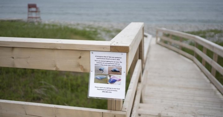 Otherworldly Portuguese man o war becoming more common on Nova Scotias inshore – Halifax [Video]