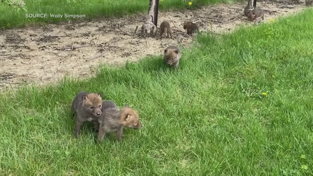 Coyote pups in Kingsville | CTV News [Video]