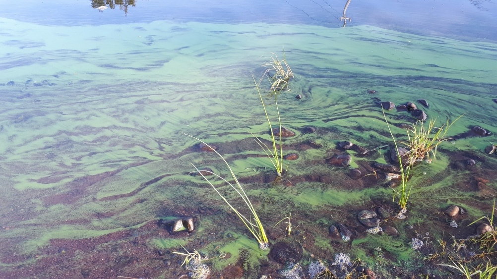 Blue-green algae detected in Clear Lake: AHS [Video]