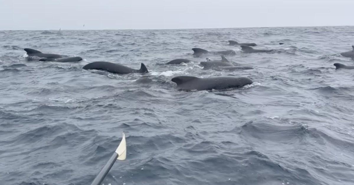 More than 1,000 whales escort man rowing solo across the Atlantic | World News [Video]