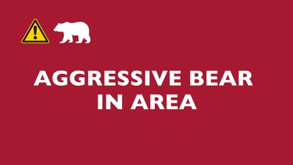 Canmore issues warning about aggressive bear, later captured [Video]