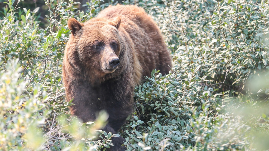 Rawson Lake Trail and Basin closed due to grizzly activity [Video]