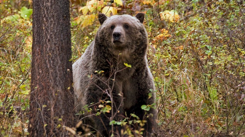 Man kills grizzly during attack in Montana [Video]