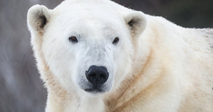 Baffin the polar bear dies at the Calgary Zoo [Video]