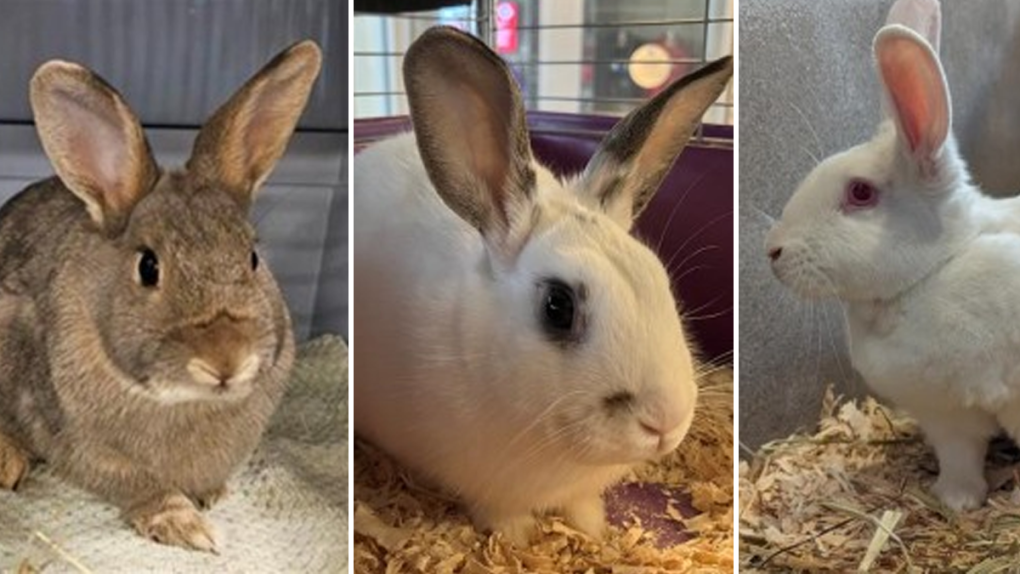 Nearly 40 rabbits up for adoption at Ottawa Humane Society [Video]