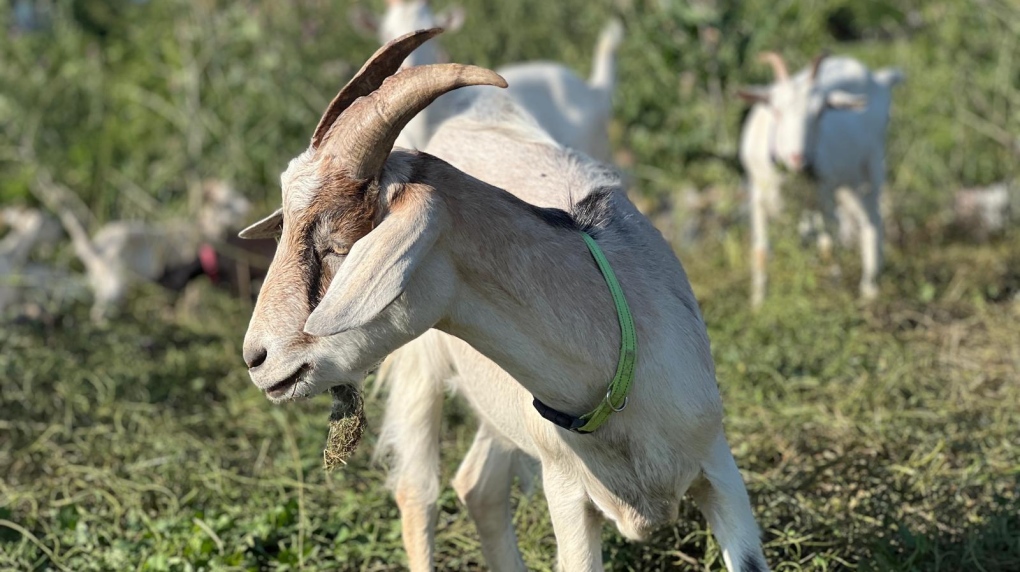 Toronto, Mississauga using goats to manage invasive species [Video]