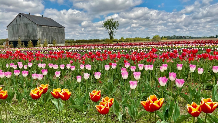 London, Ont. forecast July 20, 2024 [Video]