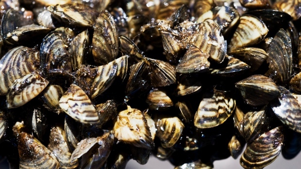 Zebra mussels found in St. Malo Reservoir [Video]