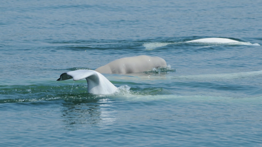 Beluga calves born in St. Lawrence spell out critical boating safety period [Video]