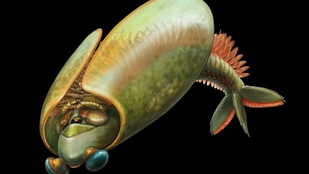 Meet this 500 million-year-old, taco-shaped marine creature that has 30 pairs of legs [Video]