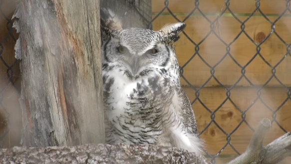 Sask. Science Centre talks ‘owl’ about repurposed space and feathered friend who used to live there [Video]