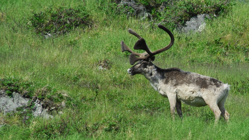 Quebec refuses to take part in caribou consultations [Video]