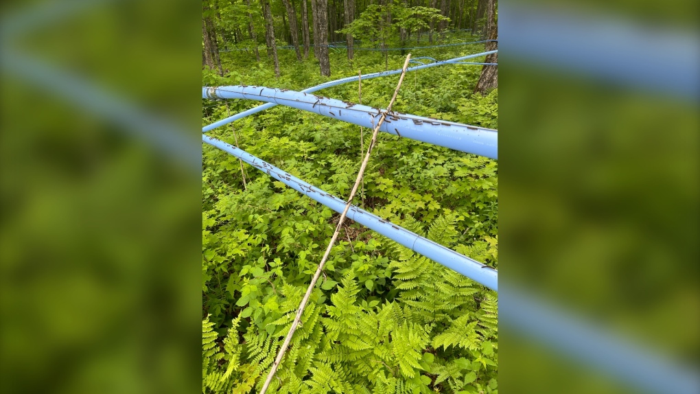 N.B. news: Syrup producers consider insecticide solution to caterpillars [Video]