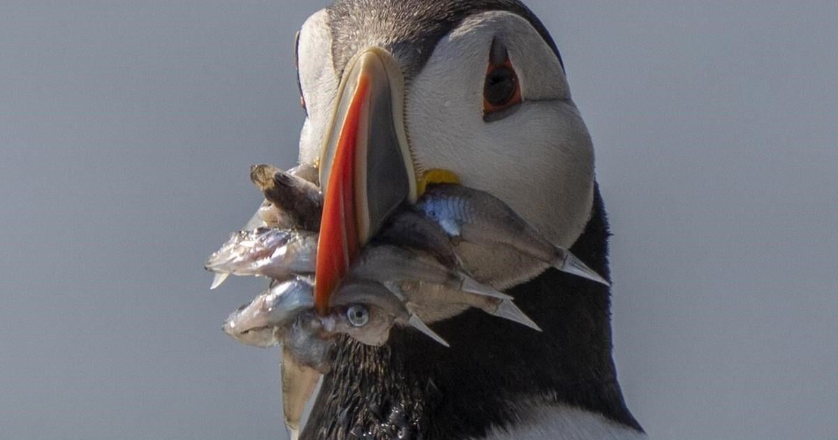 Scientists seeing change in puffins as the tuxedo birds adapt to climate change [Video]