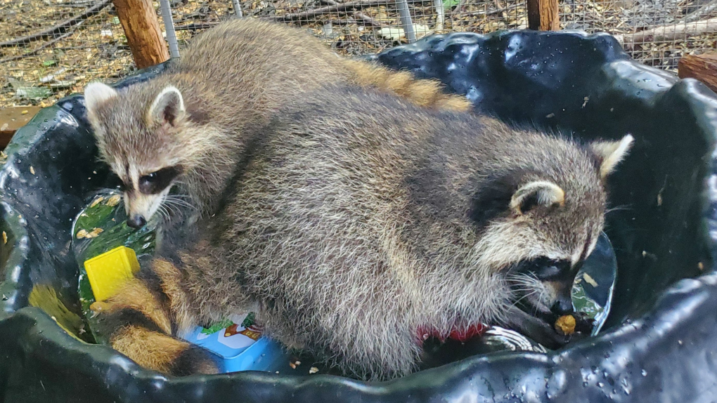 Bylaw Services reminds residents it’s illegal to keep raccoons as a pet [Video]