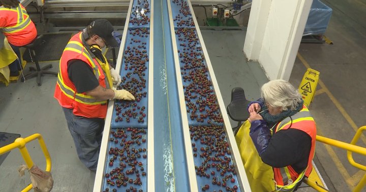 Support lining up for B.C. fruit growers in wake of co-op closure [Video]