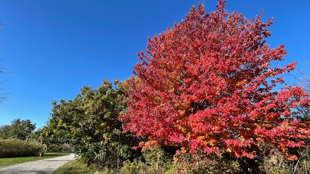 City of Windsor working toward banner year for tree planting [Video]