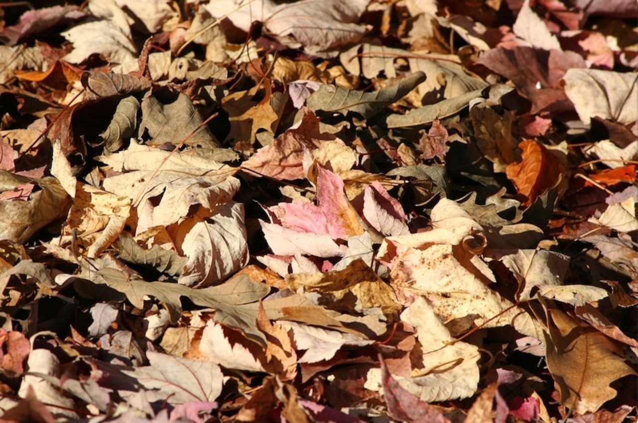 N.J. towns leaf collector fell into hole left by PSE&G utility work, lawsuit says [Video]