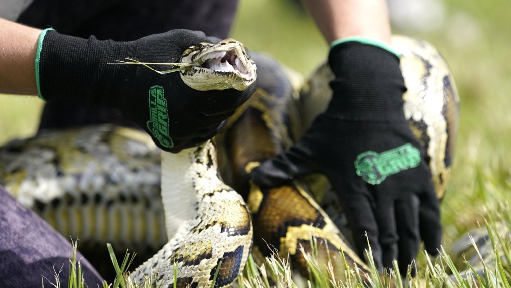 Snake hunters wrangle invasive pythons in Florida’s 10-day challenge [Video]