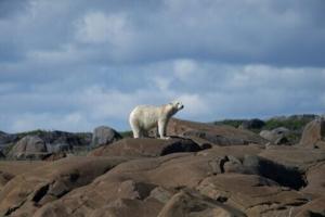 Polar bears kill worker at Canadian Arctic radar site [Video]