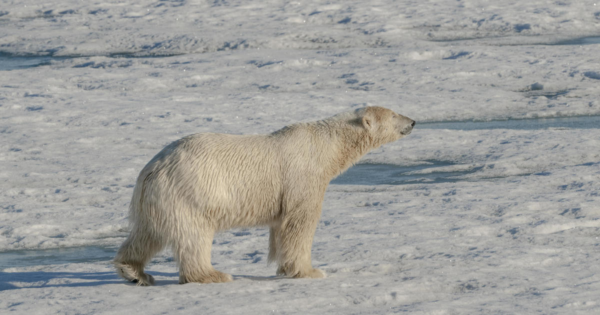 2 polar bears kill worker at remote radar site in the Canadian Arctic [Video]