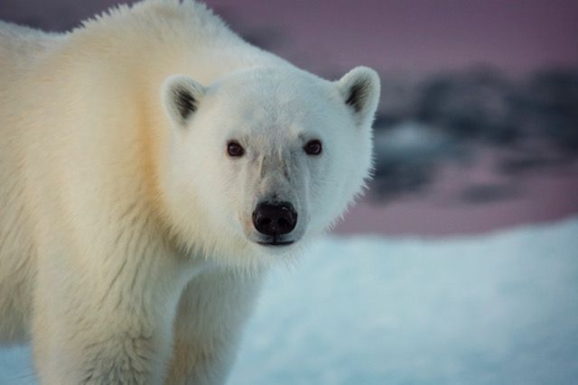 2 Polar Bears Kill Worker at Remote Canadian Radar Base: 