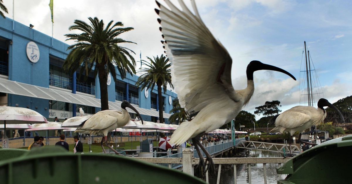 Antibiotic-resistant superbugs likely spreading through cities’ wild birds [Video]