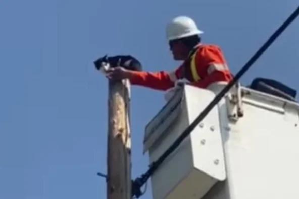 Watch: Stranded cat rescued from atop power pole after more than 24 hours [Video]