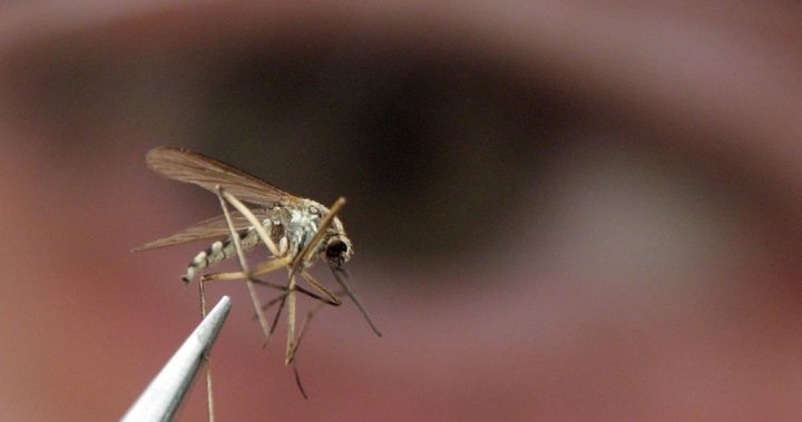 Toronto reports 1st probable human case of West Nile virus this year – Toronto [Video]