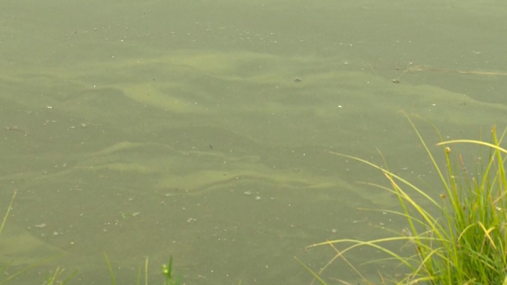 Blue-green algae: Alberta’s Wabamun Lake under health advisory [Video]