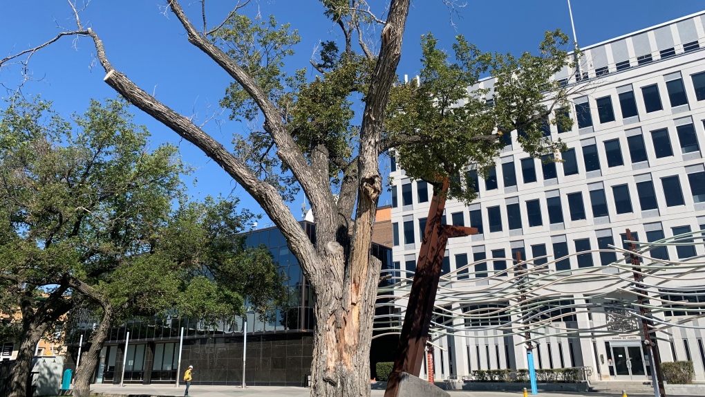 City of Regina calls on artists to pay homage to oldest tree [Video]