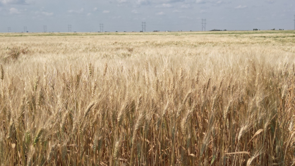 Rail lockout sows uncertainty as Sask. harvest now 15% complete [Video]