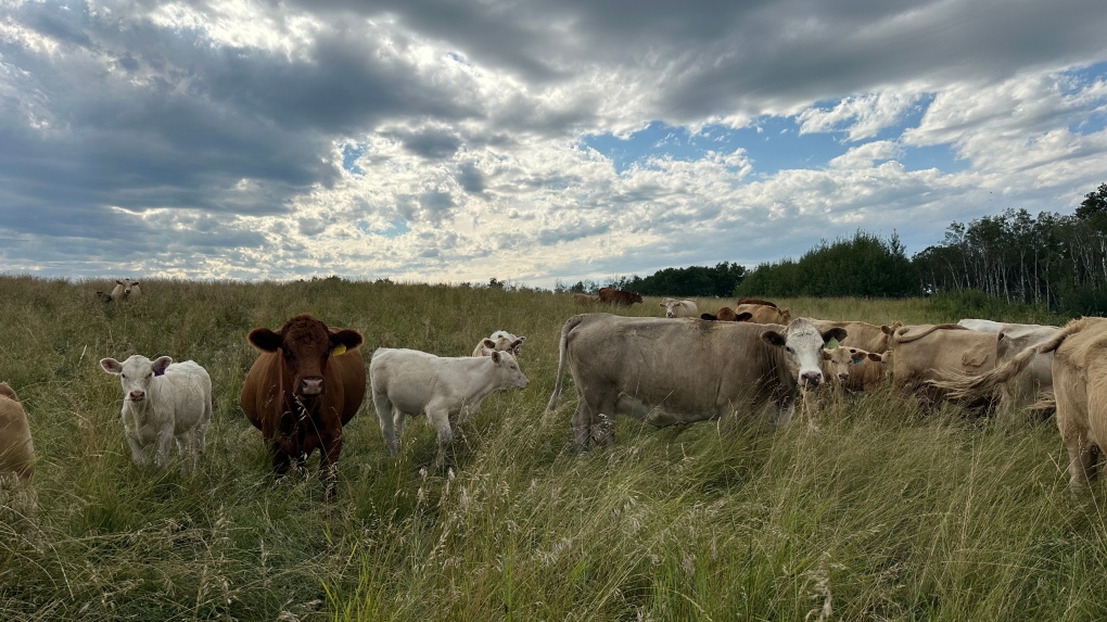 Bovine Tuberculosis testing requirements initiated for Sask. hunters [Video]