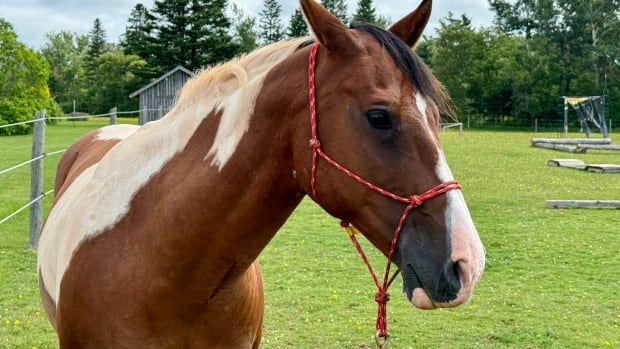 Islandwide veterinarian shortage causing stress for owners of large animals [Video]